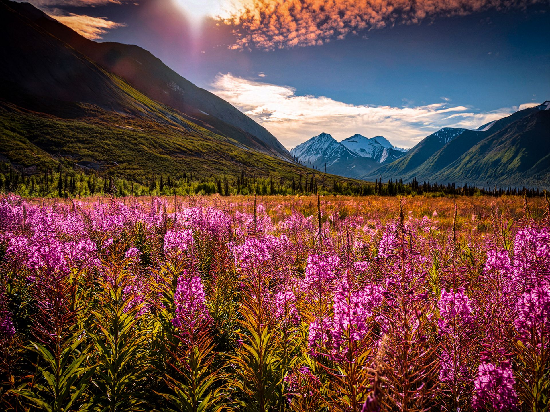 Fireweed With Mountains